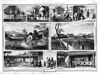 Then as now, Assam’s economy is greatly dependent on the labour-intensive industry of tea-growing, which began in the early 1800s with the British occupancy. In 2006, Assam accounted for 15.6 per cent of the world’s tea consumption and 55 per cent nationally. Despite this, poverty incidence remains so high that nearly 60 per cent of families living in the rural areas of the region are below the poverty line. Source: Indian National Commission of Women, http://www.ncw.nic.in/pdfreports/Gender%20Profile-Assam.pdf Photo from Wikimedia Commons