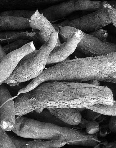 Cassava and other root crops are also good sources of protein, which people are encouraged to eat, so as to be less dependent on rice as a staple.